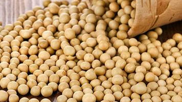 2017广西防城港口岸进口大豆首超500万吨 2017广西防城港口岸进口大豆首超500万吨