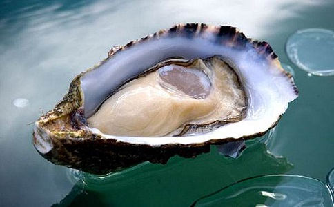 生蚝进口 生蚝进口