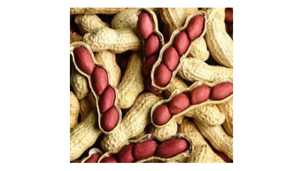 关于进口巴西花生检验检疫要求的公告 关于进口巴西花生检验检疫要求的公告