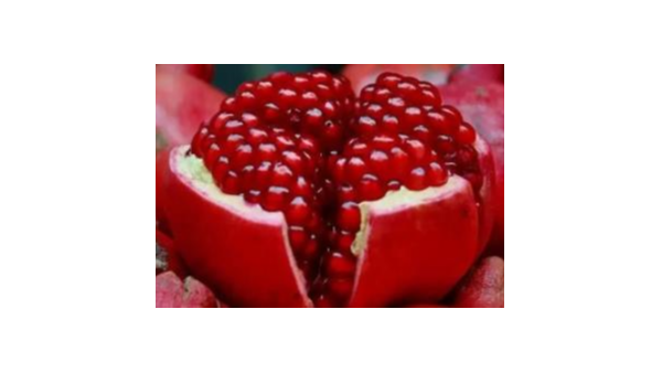 关于进口埃及鲜食石榴植物检疫要求的公告 关于进口埃及鲜食石榴植物检疫要求的公告