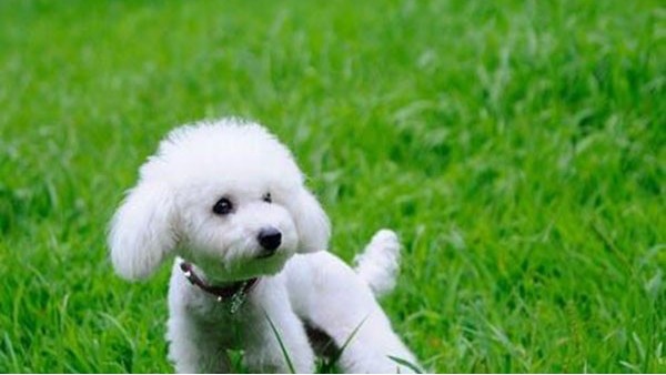 宁波海关:携带宠物入境有新规 宁波海关:携带宠物入境有新规