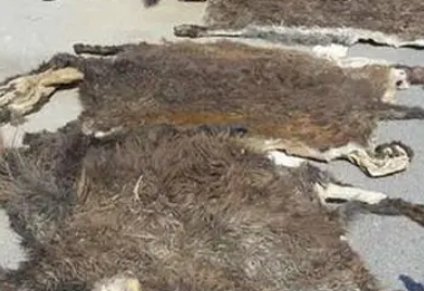 【进口案例】尼日利亚驴皮广州南沙进口报关清关