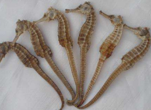 干海马进口报关清关流程