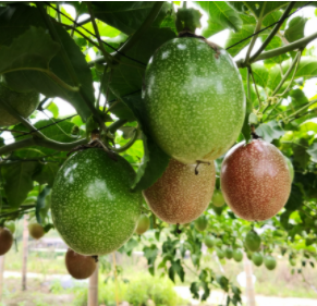 关于进口泰国鲜食西番莲植物检疫要求的公告