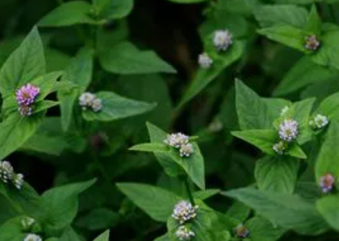 关于进口尼泊尔植物源性中药材植物检疫要求的公告