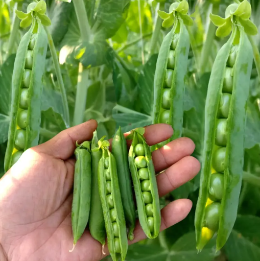 政策解读-海关总署关于进口波兰菜豆检验检疫要求的公告