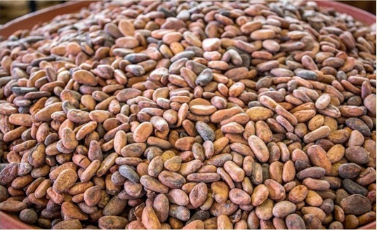 政策解读丨关于进口委内瑞拉可可豆植物检疫要求的公告