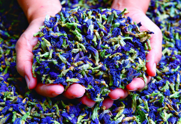 蝶豆花进口清关知识及相关流程要素