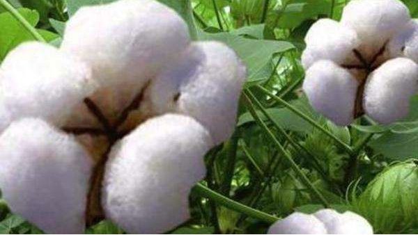 棉花进口