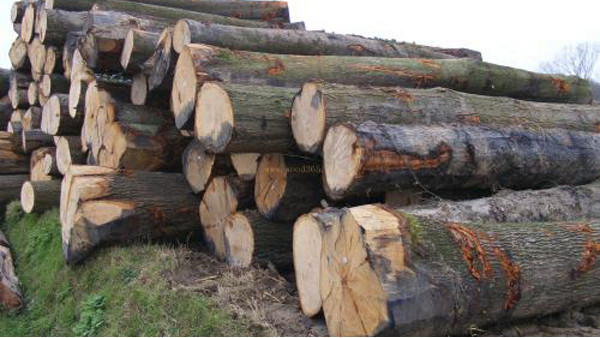 中美贸易战持续，北美红橡等进口木材受冲击~