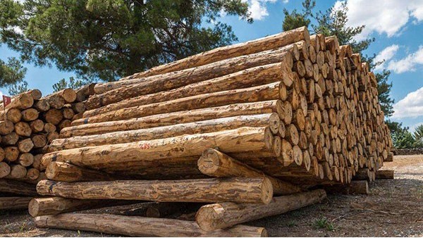 东莞木材进口报关