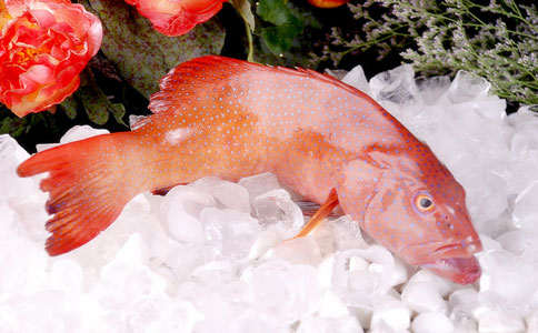 冷冻海鲜空运进口