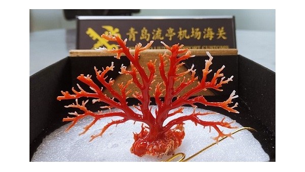 青岛机场海关2019年查获濒危物种制品千件