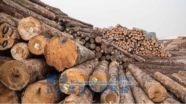 [案例]德国榉木原木成功从广州进口报关