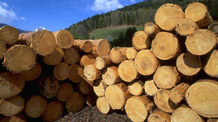 木材进口报关攻略