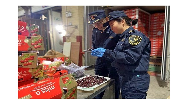 转于海关!广州南沙港2.5H助力智利车厘子进口报关