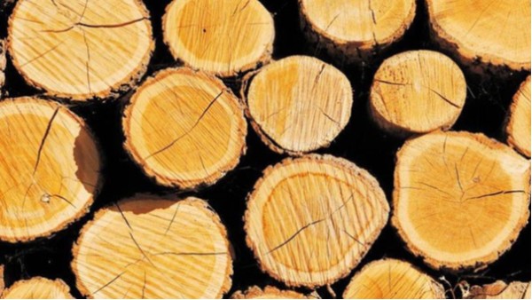 东莞pluto4u清关公司可进口代理哪些木材?