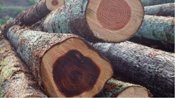 东莞pluto4u在南沙港进口报关代理木材