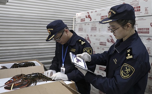 波士顿龙虾进口