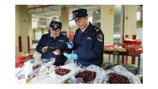 今年广州南沙港进口首批车厘子报关